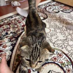 Продаю котенка