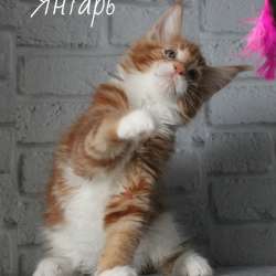 Котенок Мейн-кун. Maine coon