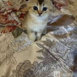 Возьму в дар котенка вислоухого Якутск