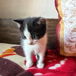 Котята добрым хозяевам в Наро-Фоминске фото 14