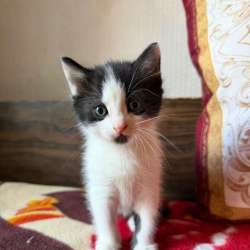 Котята добрым хозяевам в Наро-Фоминске фото 6
