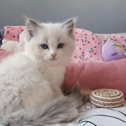 Самый нежный котенок Рэгдолл в Москве фото 4
