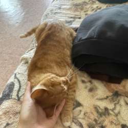 Отдадим кота в Спасске-Дальнем