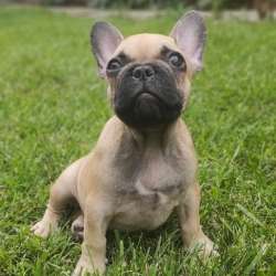 Französische Bulldogge Welpen в Липецке фото 6