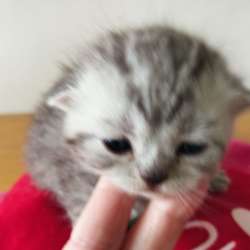 Scottish fold. male, Scottish strait female. Document фото 6
