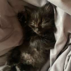 Котенок в Иркутске фото 4