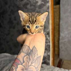 Бенгальские котята