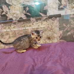Отдам котят в Светлогорске фото 3