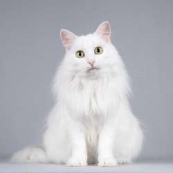 Котик Тимоша ищет доброе сердце в Москве фото 3