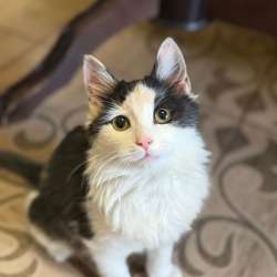 Котенок в добрые руки