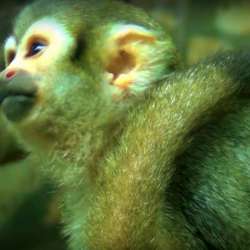 Обезьянка ищет ответственную, обеспеченную Семью. Monkey фото 9