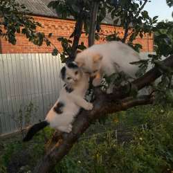 Котята в Краснодаре фото 9