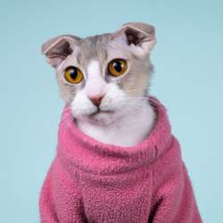 Украинский левкой кошечка Будур