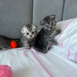 Продам породистых котят) в Тольятти фото 6