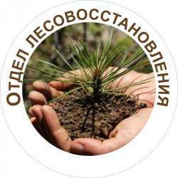 Семена сосны обыкновенной