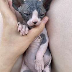 Котёнок канадского сфинкса фото 3