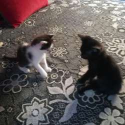 Отдам котят 1,5 месяца, потомственные крысоловы фото 5