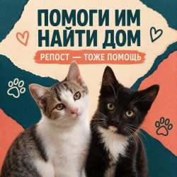 Отдам котёнка в надёжные руки в Долгопрудном фото 3
