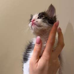 Котята ищут дом в Москве фото 6