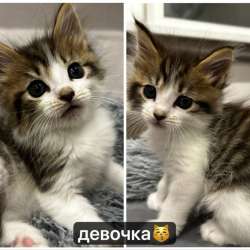 продажа котят!? в Улан-Удэ фото 3