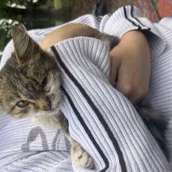 Нашли котенка , девочка , очень ласковая