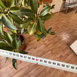 Продам Фикус в Комсомольске-на-Амуре
