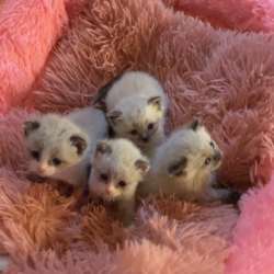 Котята которые ищут добрых ласковых