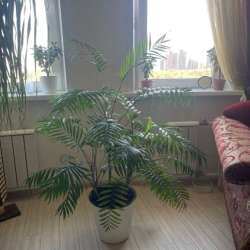Шикарный крупномер в Красноярске