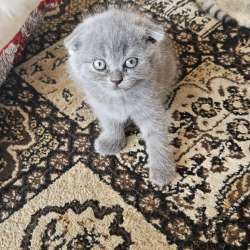 Шотландские котята фото 5