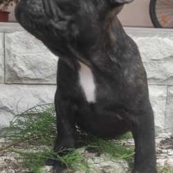 Französische Bulldogge Welpen в Липецке фото 3