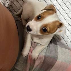 Домашние животные Jack Rassel фото 10