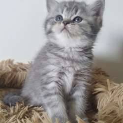 Шотландские котята фото 7