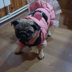 Продам собаку мопс девочка