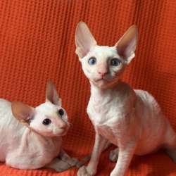 Котята Корниш Рекс