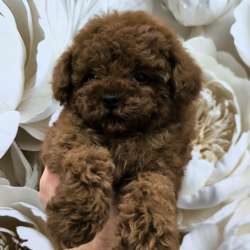 Toy poodle boy