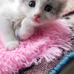 Милый котенок мальчик ищет дом
