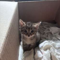 Котенок в Кемерове