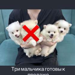 Шпиц