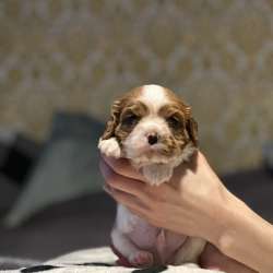 Cavalier king ? фото 4