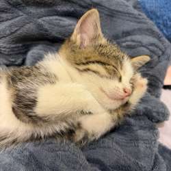 уличный котенок, девочка