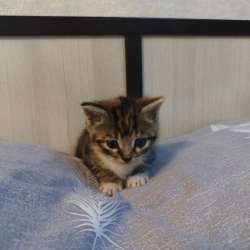 Отдам котят