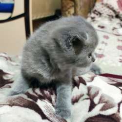 Продам котят