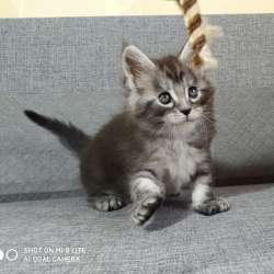 Maine Coon