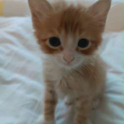 Котята в Пятигорске