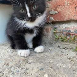 Котята в Краснодаре фото 3
