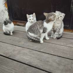 Отдам котят