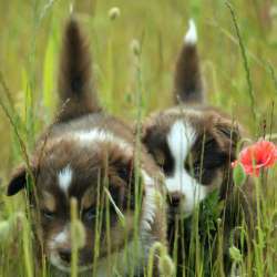 Щенок Miniature American Shepherd (MAS) - кобель фото 3
