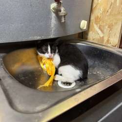 Котенок в добрые руки в Москве фото 6