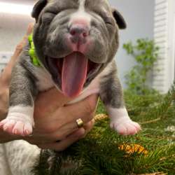 Открыта Бронь на American Bully премиум качества фото 12