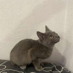 Котенок